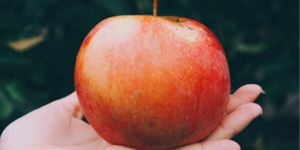 Photo of red apple in a woman's palm with article on health insurance